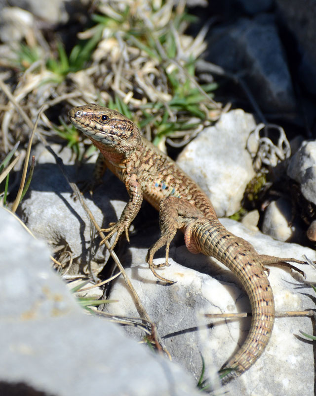 Lucertola muraiola - Podarcis muralis